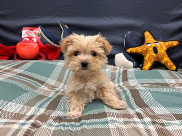 F2 Morkie-Dog-Female-Cream-26150-Petland Scottsdale, Arizona