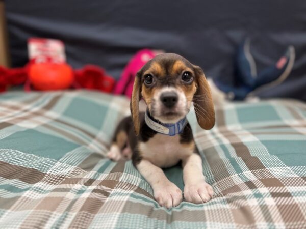 Beagle-Dog-Male-Black / Tan-26134-Petland Scottsdale, Arizona