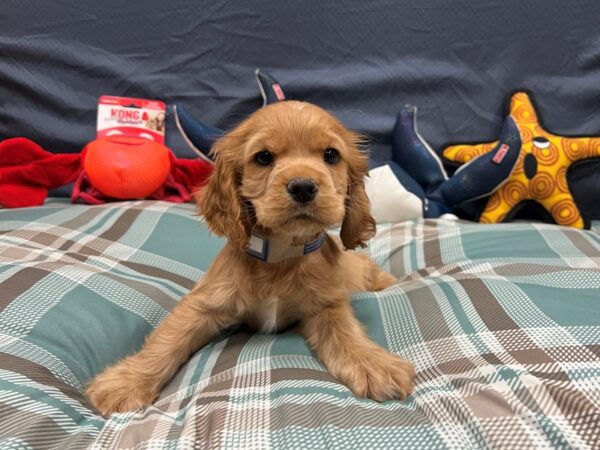 Cocker Spaniel-Dog-Male-Buff-26137-Petland Scottsdale, Arizona