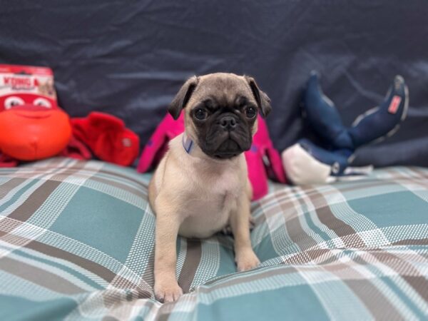 Pug-Dog-Male-Fawn-26127-Petland Scottsdale, Arizona