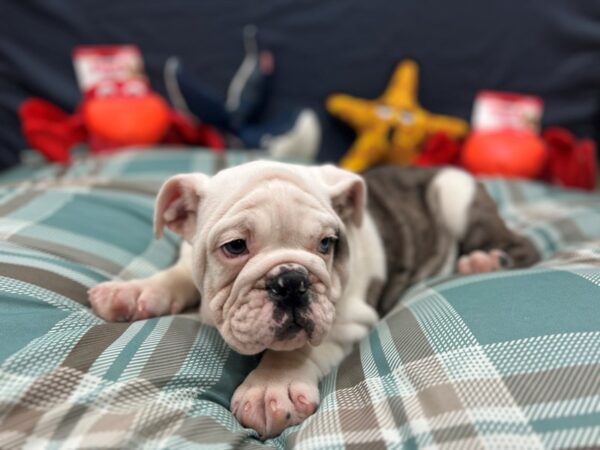 English Bulldog-Dog-Male-Blue Merle-26123-Petland Scottsdale, Arizona