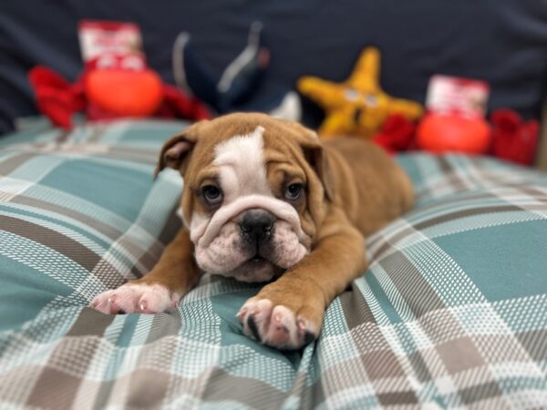 English Bulldog-Dog-Male-Red and White-26122-Petland Scottsdale, Arizona