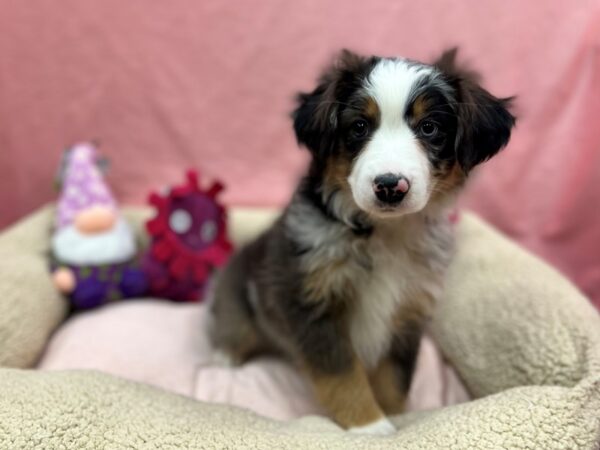 Miniature Australian Shepherd-Dog-Female-Tri-Color-26175-Petland Scottsdale, Arizona