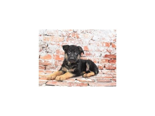 German Shepherd Dog-Dog-Female-Black and Tan-26197-Petland Scottsdale, Arizona