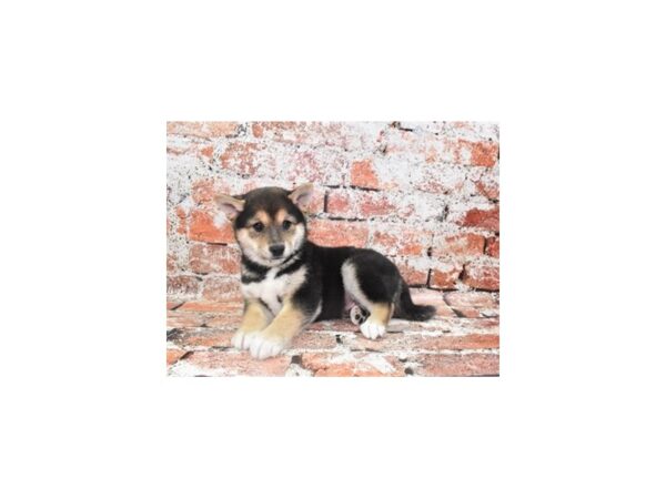 Shiba Inu-Dog-Male-Black and Tan-26186-Petland Scottsdale, Arizona