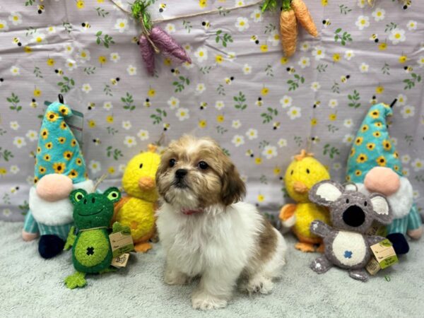 Bichon Frise/Shih Tzu-Dog-Female-Brindle / White-26202-Petland Scottsdale, Arizona