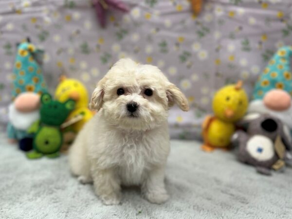 Bichon Frise/Poodle-Dog-Female-Cream-26204-Petland Scottsdale, Arizona