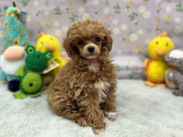 Poodle-Dog-Female-Apricot-26201-Petland Scottsdale, Arizona