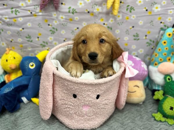 Golden Retriever-Dog-Female-Golden-26199-Petland Scottsdale, Arizona