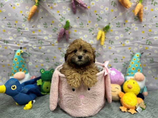 Poodle/Shih Tzu-Dog-Male-Red Sable-26205-Petland Scottsdale, Arizona