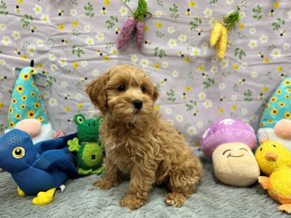 F1B Mini Goldendoodle-Dog-Female-Apricot-26203-Petland Scottsdale, Arizona