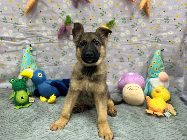German Shepherd Dog-Dog-Male-Sable-26196-Petland Scottsdale, Arizona
