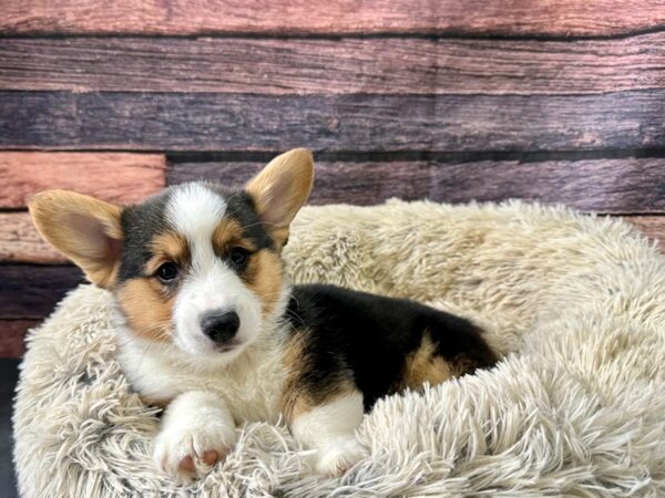 Pembroke Welsh Corgi-Dog-Male-Black and Tan-26194-Petland Scottsdale, Arizona
