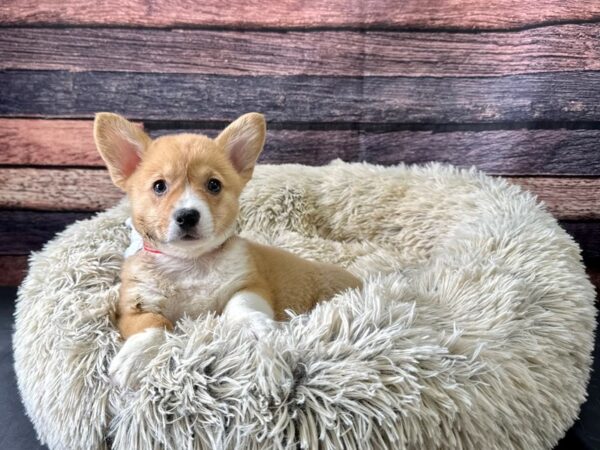 Pembroke Welsh Corgi-Dog-Female-Red-26193-Petland Scottsdale, Arizona