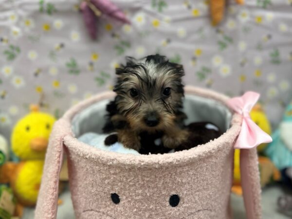 Silky Terrier-Dog-Female-Silver Black and Tan-26190-Petland Scottsdale, Arizona