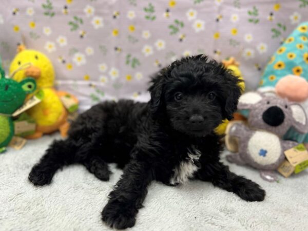 Miniature Australian Shepherd/Poodle-Dog-Female-Black-26185-Petland Scottsdale, Arizona