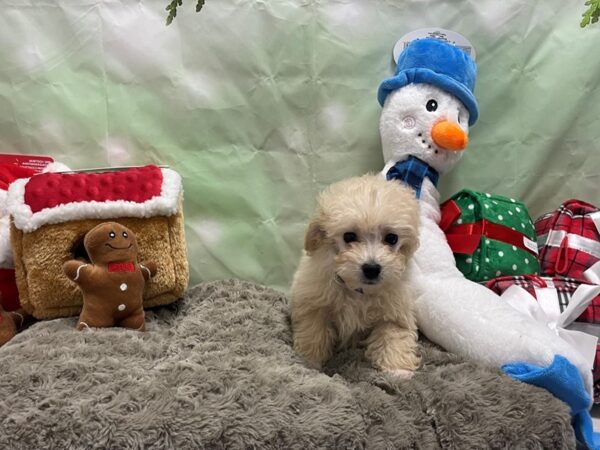 Poodle-Dog-Male-Cream-25945-Petland Scottsdale, Arizona