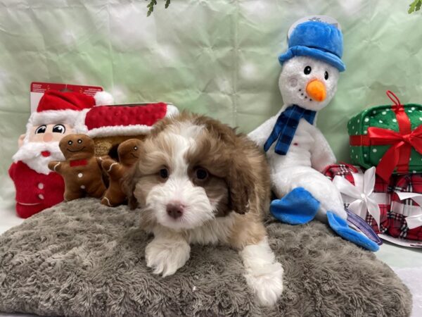 Australian Shepherd/Poodle-Dog-Female-Chocolate Merle-25932-Petland Scottsdale, Arizona