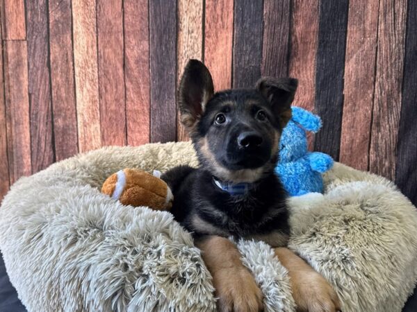German Shepherd Dog-Dog-Male-Black / Tan-26094-Petland Scottsdale, Arizona