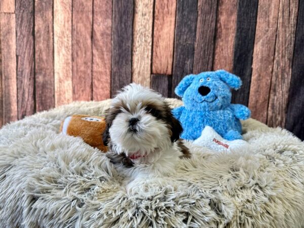 Shih Tzu-Dog-Female-White / Gold-26091-Petland Scottsdale, Arizona
