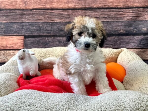 Bichon Frise/Shih Tzu-Dog-Female-Sable / White-26121-Petland Scottsdale, Arizona
