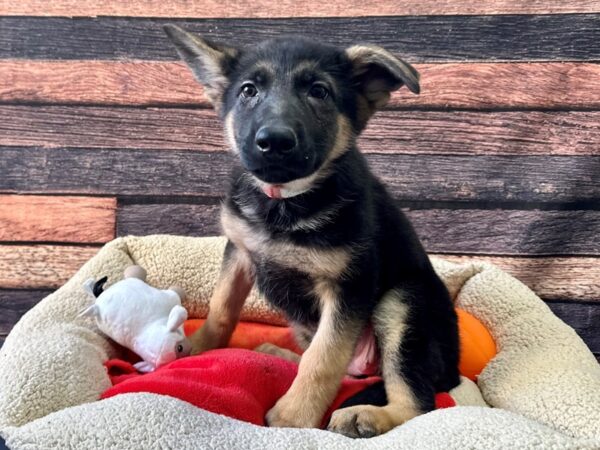 German Shepherd Dog-Dog-Female-Black / Tan-26112-Petland Scottsdale, Arizona
