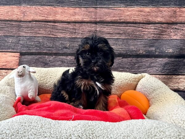 Poodle/Shih Tzu-Dog-Female-Black / Tan-26113-Petland Scottsdale, Arizona