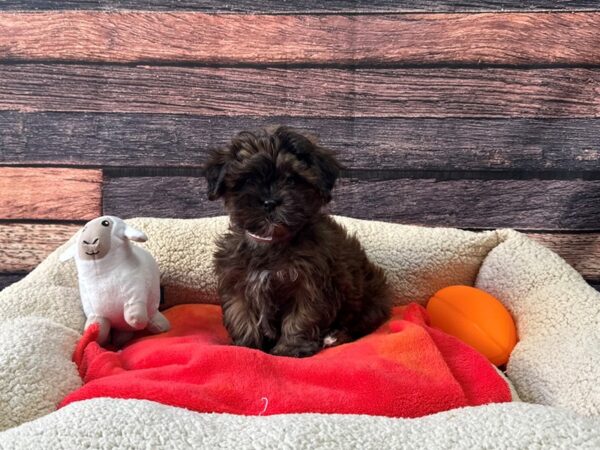 Poodle/Shih Tzu-Dog-Female-Gold-26114-Petland Scottsdale, Arizona