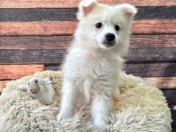 American Eskimo Dog-Dog-Female-White-26132-Petland Scottsdale, Arizona