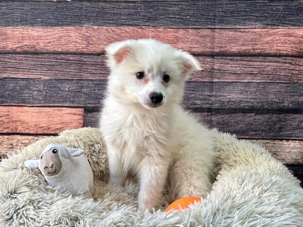 American Eskimo Dog-Dog-Female-White-26133-Petland Scottsdale, Arizona