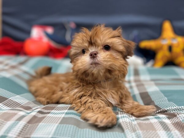 Shih Tzu-Dog-Male-Liver-26129-Petland Scottsdale, Arizona
