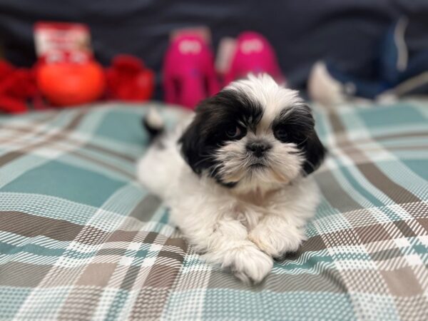 Shih Tzu-Dog-Female-White / Sable-26149-Petland Scottsdale, Arizona