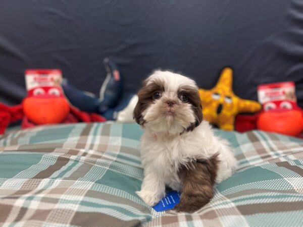 Shih Tzu-Dog-Female-White, Chocolate / Tan-26148-Petland Scottsdale, Arizona