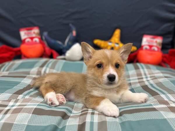 Pembroke Welsh Corgi-Dog-Male-Red / White-26144-Petland Scottsdale, Arizona