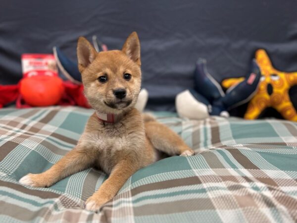 Shiba Inu-Dog-Female-Red-26147-Petland Scottsdale, Arizona