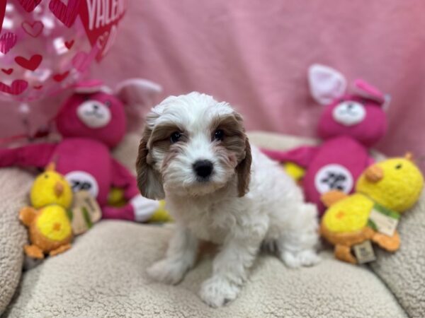 Cavalier King Charles Spaniel/Poodle-Dog-Female-Red and White-26153-Petland Scottsdale, Arizona