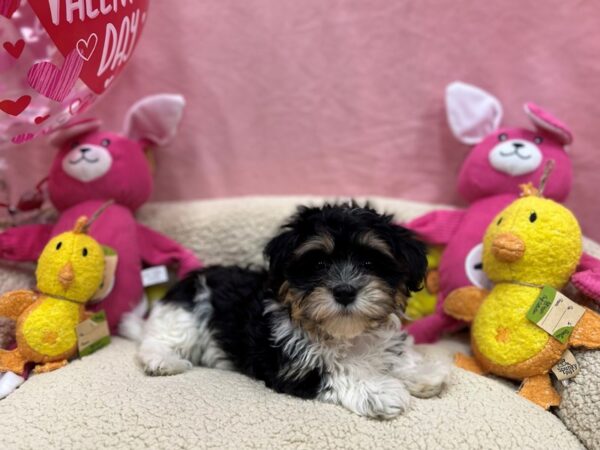 Havanese-Dog-Female-Black and White-26161-Petland Scottsdale, Arizona