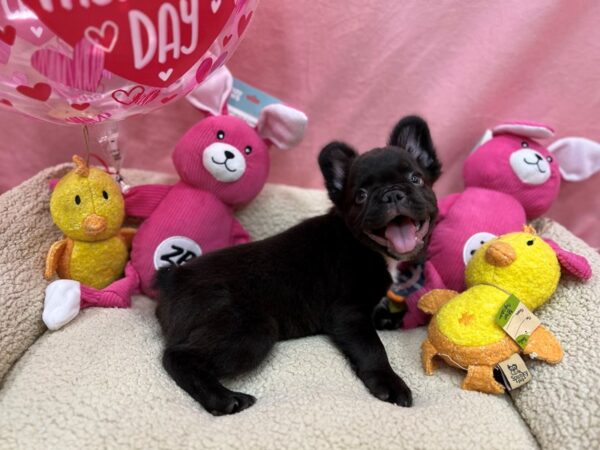 French Bulldog-Dog-Male-Chocolate-26159-Petland Scottsdale, Arizona