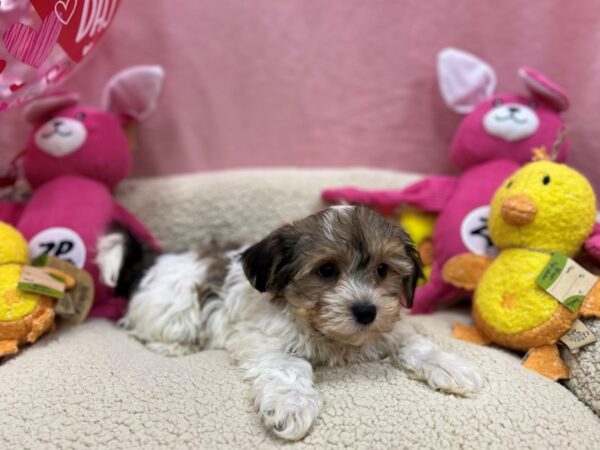 Havanese-Dog-Male-Gold Sable-26162-Petland Scottsdale, Arizona