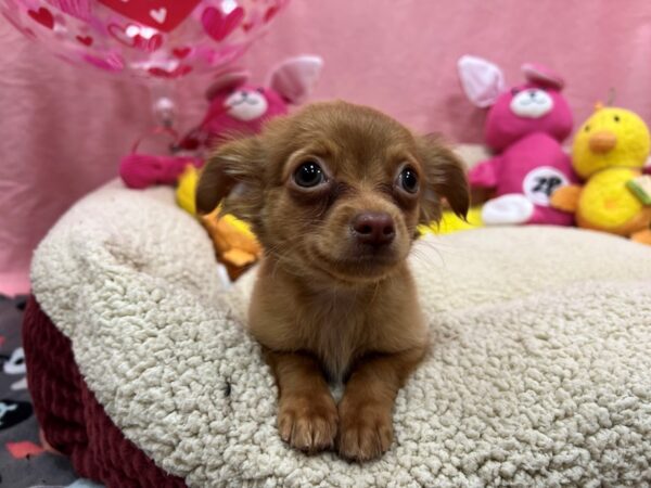 Chihuahua-Dog-Male-Chocolate Sabled Fawn-26158-Petland Scottsdale, Arizona