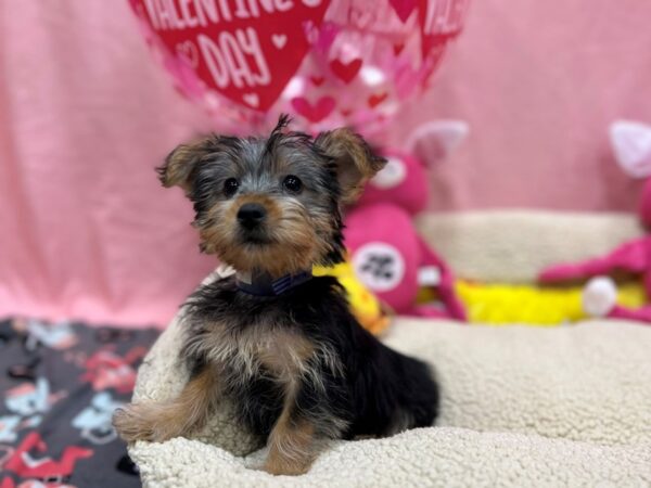 Silky Terrier-Dog-Male-Silver Black and Tan-26152-Petland Scottsdale, Arizona