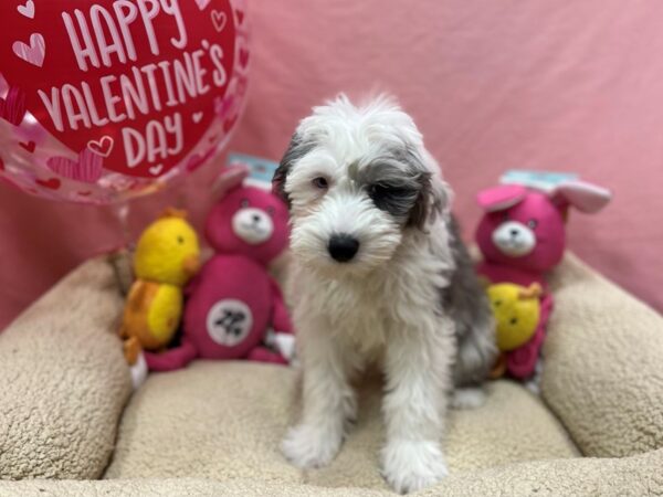 F2 Mini Sheepadoodle-Dog-Male-Blue Merle-26173-Petland Scottsdale, Arizona