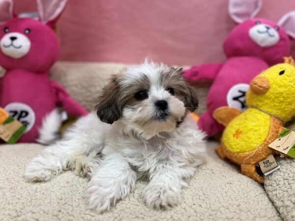 Bichon Frise/Shih Tzu-Dog-Male-Gold / White-26168-Petland Scottsdale, Arizona