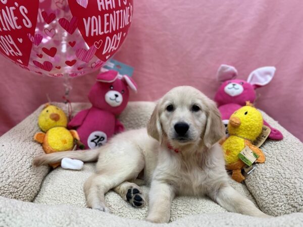 English Cream Golden Retriever-Dog-Female-Cream-26180-Petland Scottsdale, Arizona