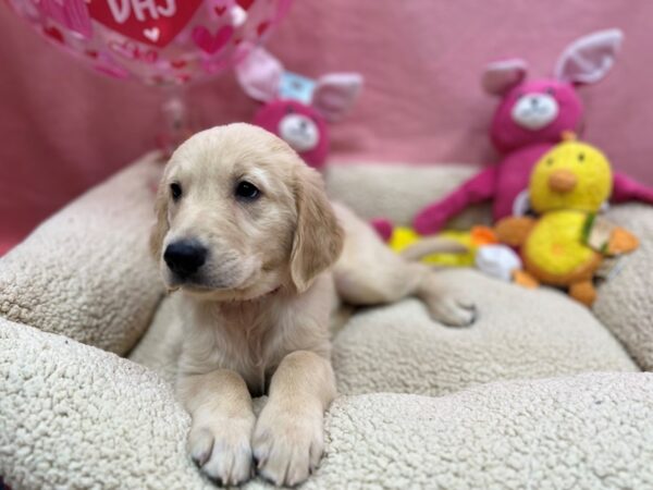 English Cream Golden Retriever-Dog-Female-Cream-26179-Petland Scottsdale, Arizona