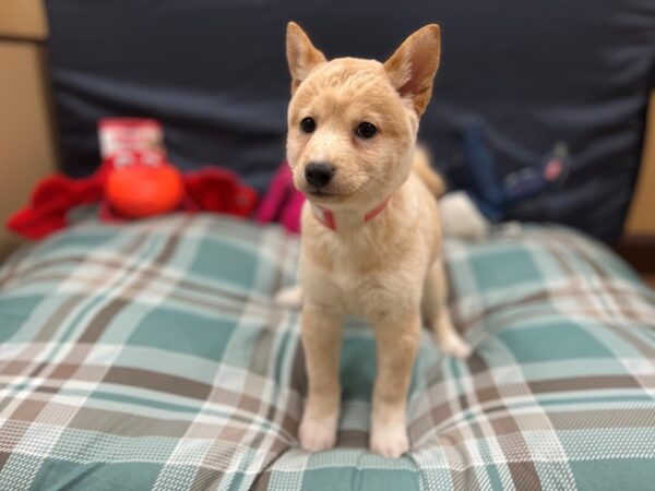 Shiba Inu-Dog-Female-Cream-26128-Petland Scottsdale, Arizona