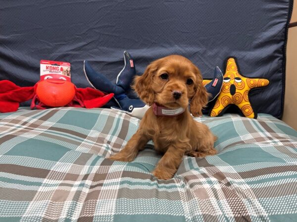 Cocker Spaniel-Dog-Female-Buff-26136-Petland Scottsdale, Arizona