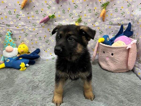 German Shepherd Dog-Dog-Male-Black / Tan-26209-Petland Scottsdale, Arizona