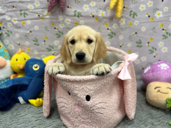 Labrador Retriever-Dog-Female-Yellow-26200-Petland Scottsdale, Arizona