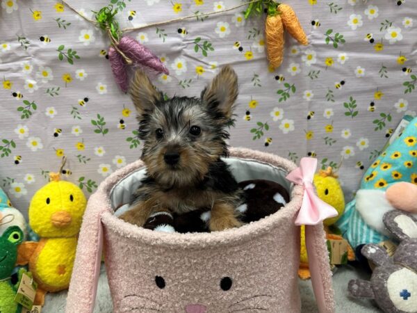 Silky Terrier-Dog-Female-Silver Black and Tan-26189-Petland Scottsdale, Arizona